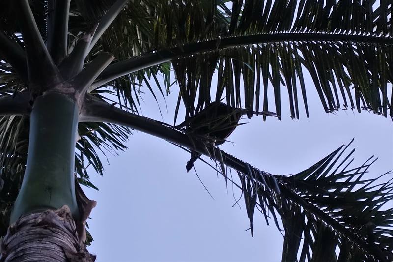 Доминикана Доминикана