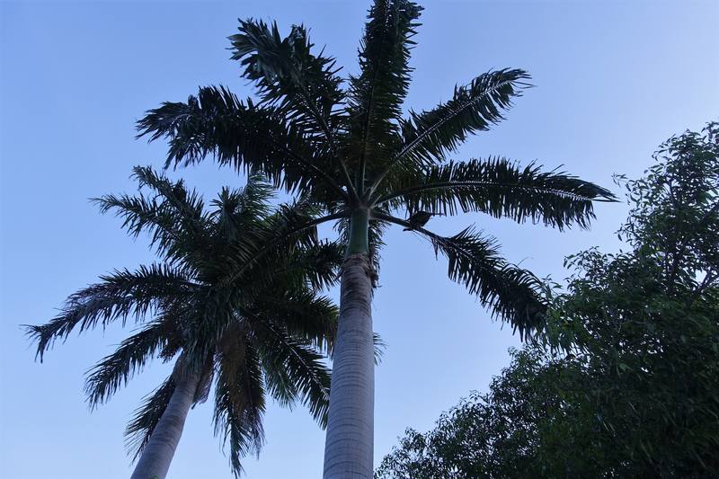 Доминикана Доминикана