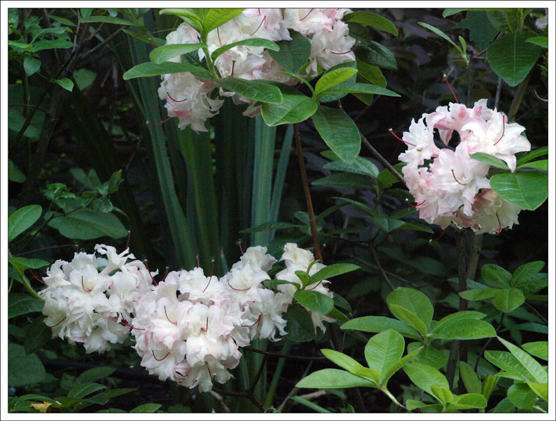 14-154 Rhododendron