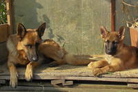 VFL.RU - ваш фотохостинг