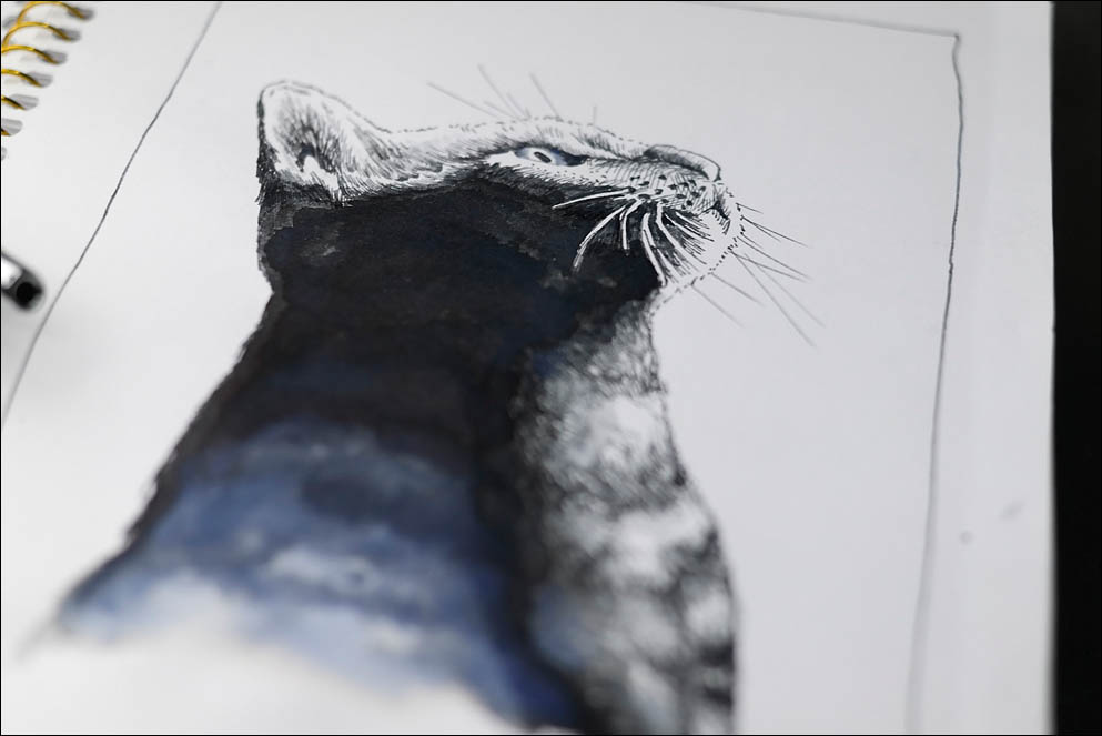 08. Black cat. Spooktacular2021. Lenskiy.org