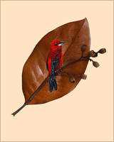 художница Лаура Далла Веккья (2)