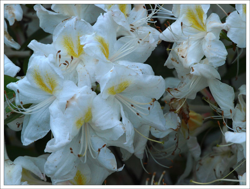 14-160 Rhododendron