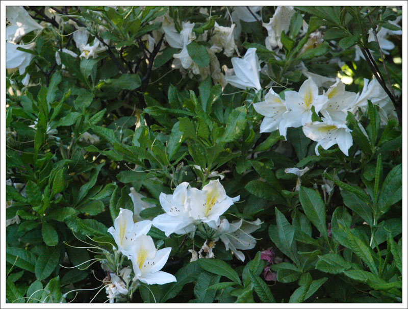 14-162 Rhododendron