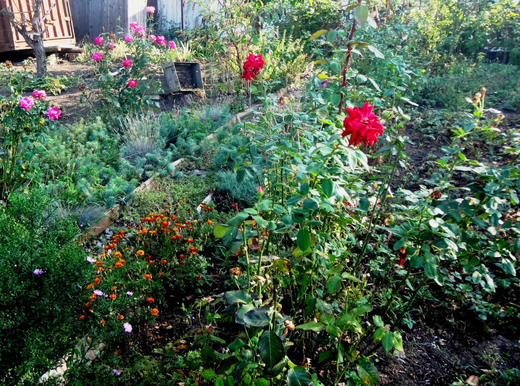 Дачный мотив... Из приключений штыковой лопаты (1)