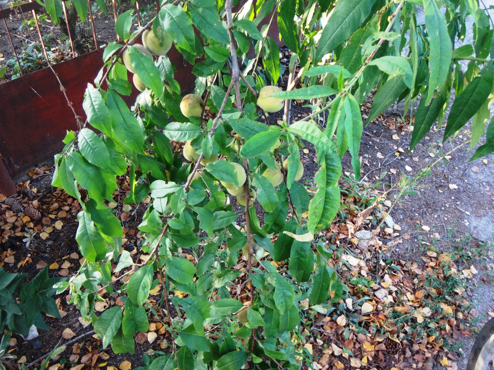 Дачный мотив... Из приключений штыковой лопаты (5)