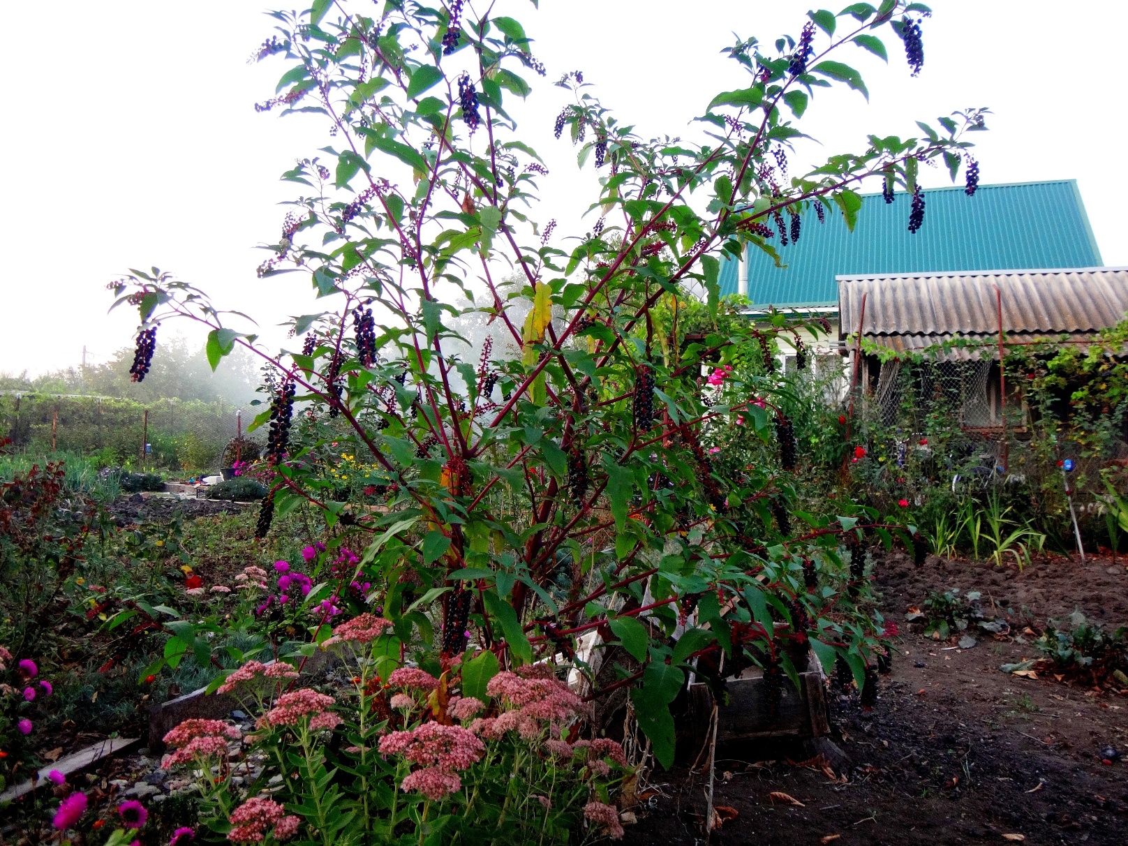 Дачный мотив... Из приключений штыковой лопаты (11)