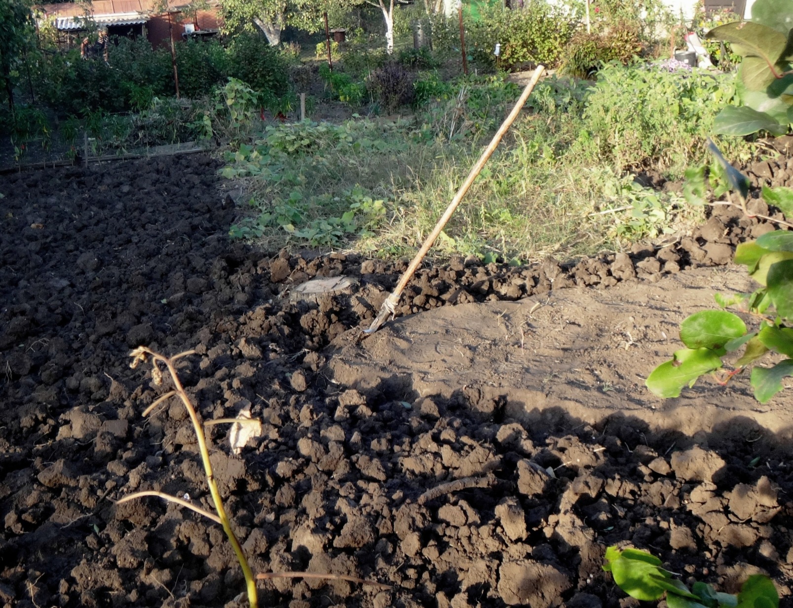 Дачный мотив... Из приключений штыковой лопаты (17)