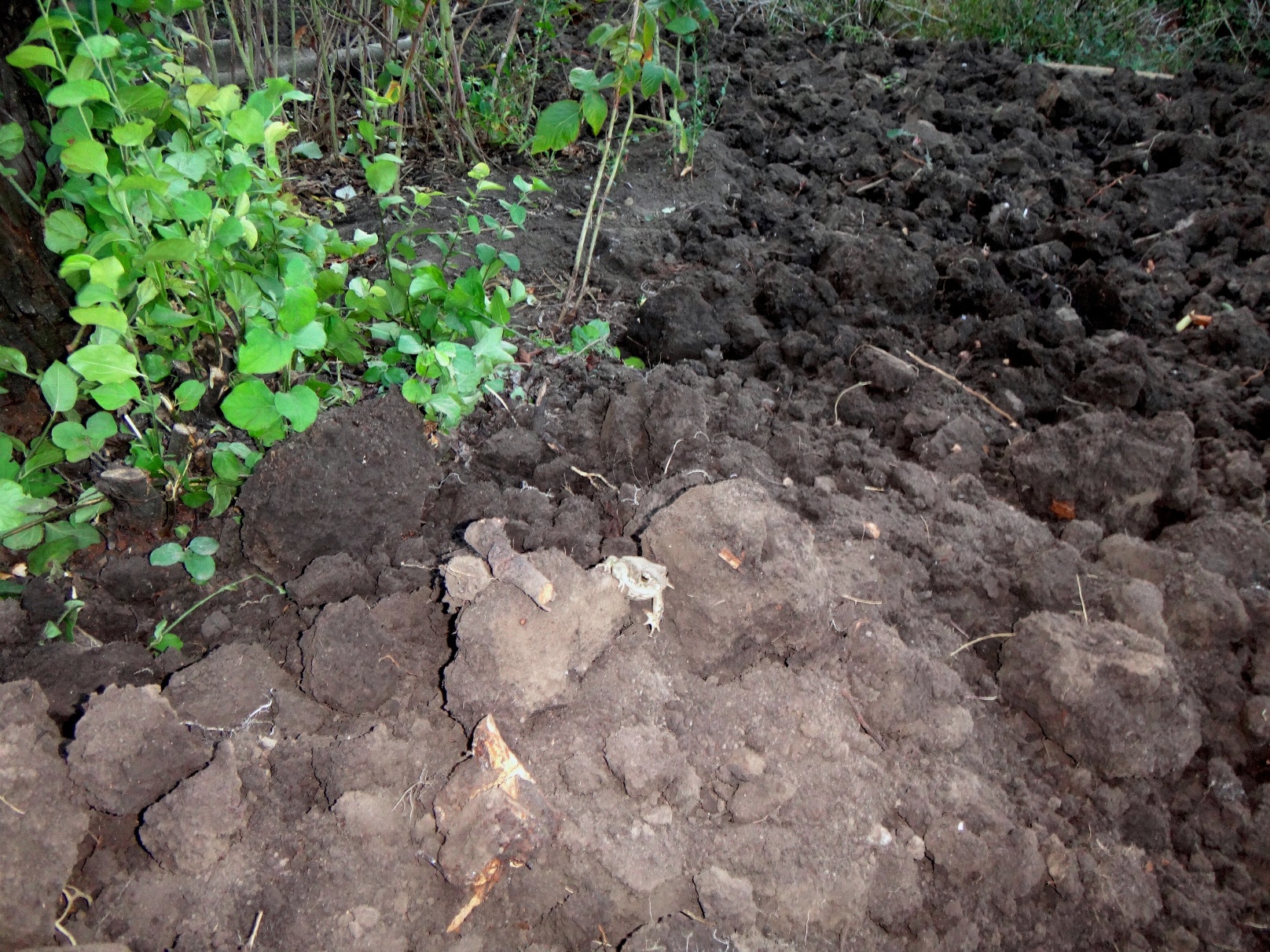 Дачный мотив... Из приключений штыковой лопаты (15)