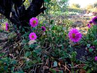 Дачный мотив... Из приключений штыковой лопаты (18)