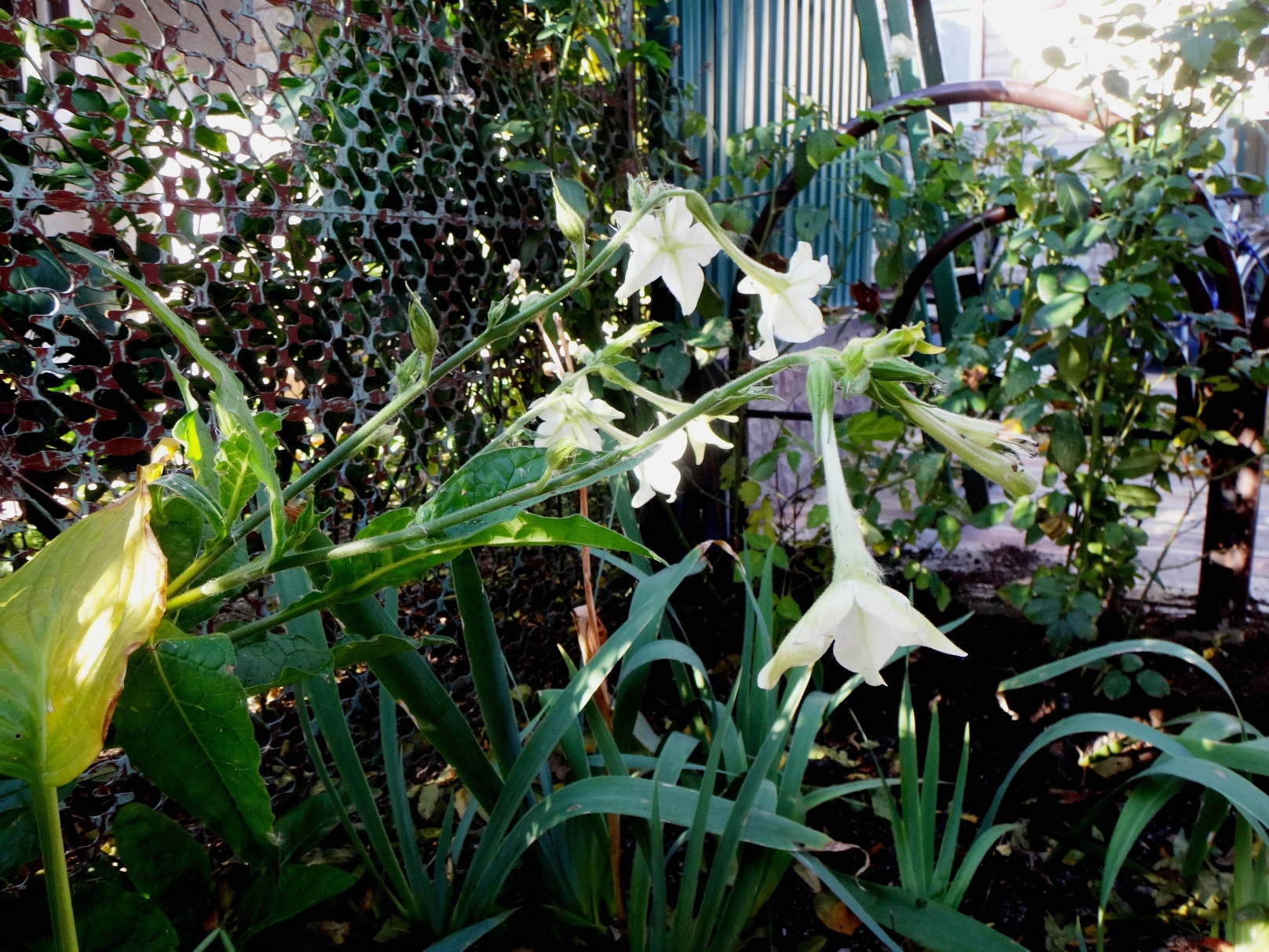 Дачный мотив... Из приключений штыковой лопаты (51)