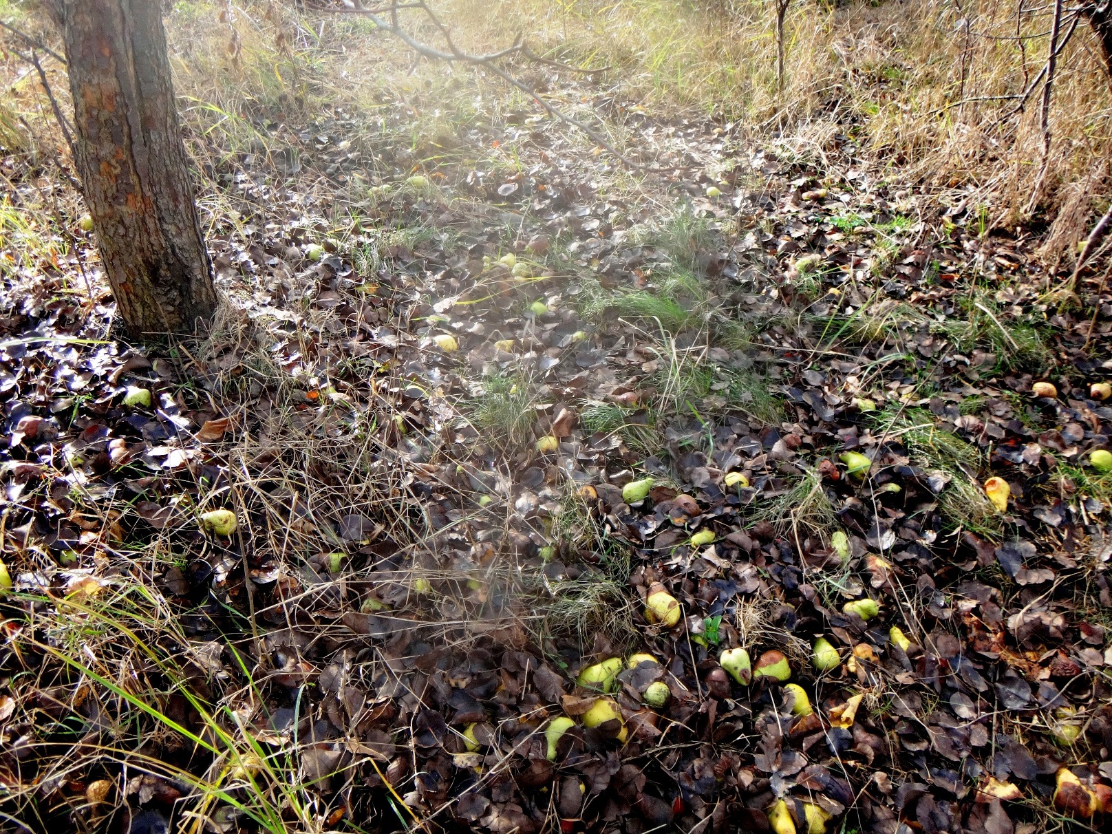 Дачный мотив... Из приключений штыковой лопаты (74)