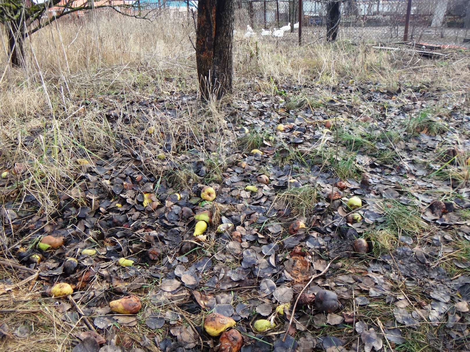 Дачный мотив... Из приключений штыковой лопаты (86)