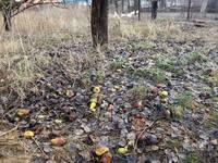 Дачный мотив... Из приключений штыковой лопаты (86)