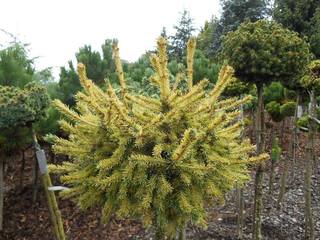 Picea abies Gold Dust DSCN0077