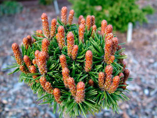 Pinus-uncinata-Jiri-Sourek (1)