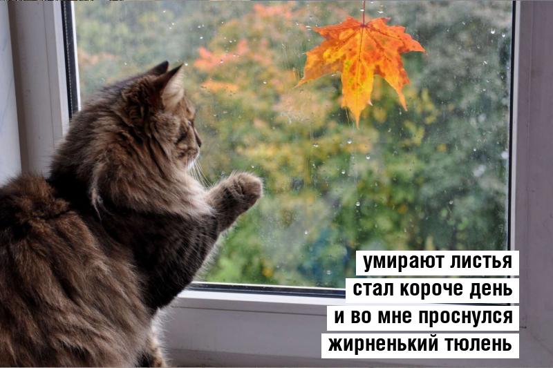кошка на окне, осень