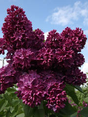 Syringa vulgaris Znamya Lenina