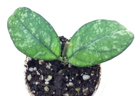 H.Crassiopetiolata splash #2 500