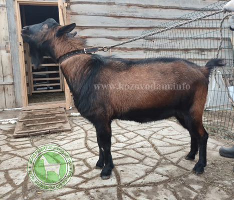 Джем 1 ЛПХ Комарово