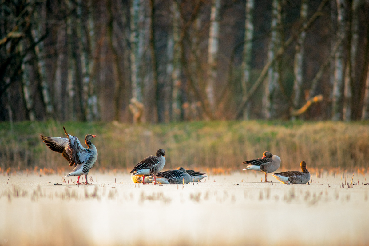 фото Войцеха Гжанка8