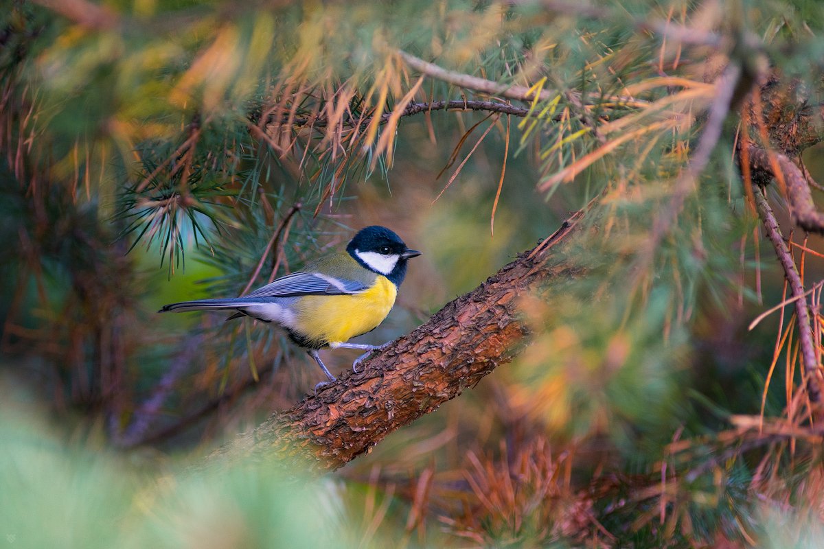 фото Войцеха Гжанка20