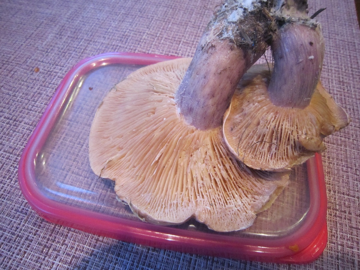 грибы 1