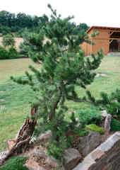 Pinus-banksiana-Arctis