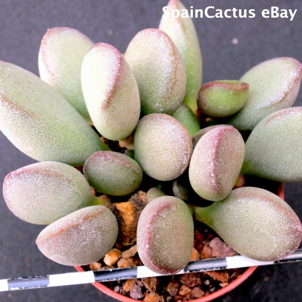 Adromischus marianiae “kubusensis” CR1335 “Dolomite Peak”1