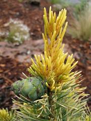 Pinus parviflora Gol