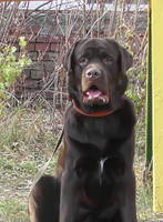 VFL.RU - ваш фотохостинг