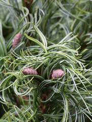 Pinus strobus -Tiny