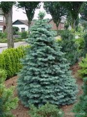 abies concolor violacea