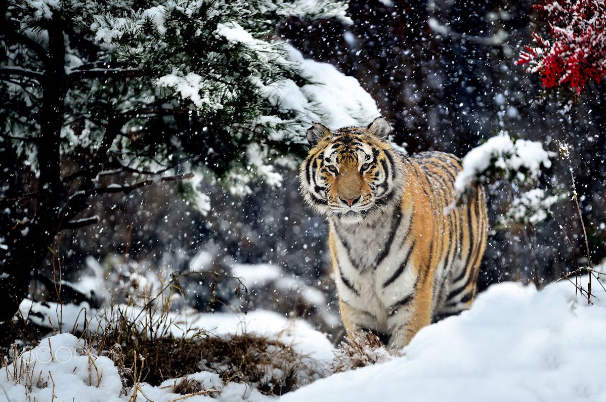 тигр-живность-зима