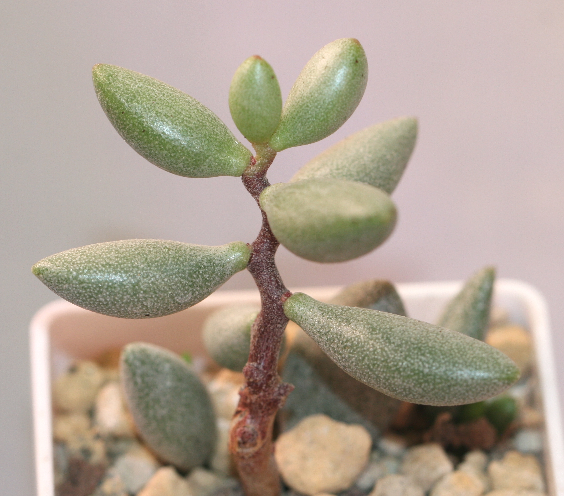 Adromischus filicaulis v. fragilis