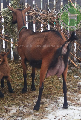 Божена 4 Марина Родина