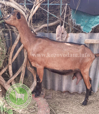 Николь 4 Ирина Кулагина