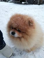 VFL.RU - ваш фотохостинг