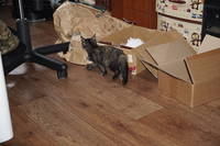 VFL.RU - ваш фотохостинг