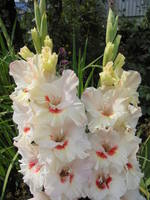 6 место Белый Амур 501 Трифонов,07-с-сг.