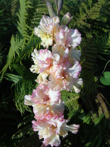 7 место- Кружевной бант 421 Дыбов,04-ср-осг.