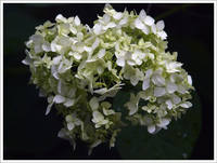15-26 Hydrangea