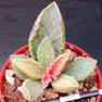Adromischus “Pearl Shell”