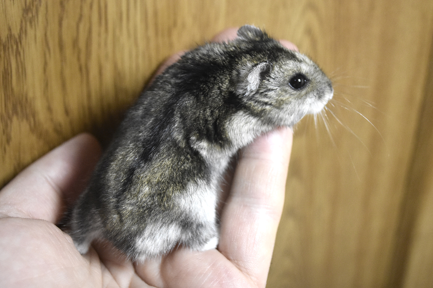 http://images.vfl.ru/ii/1642092422/81a477b3/37525952.jpg