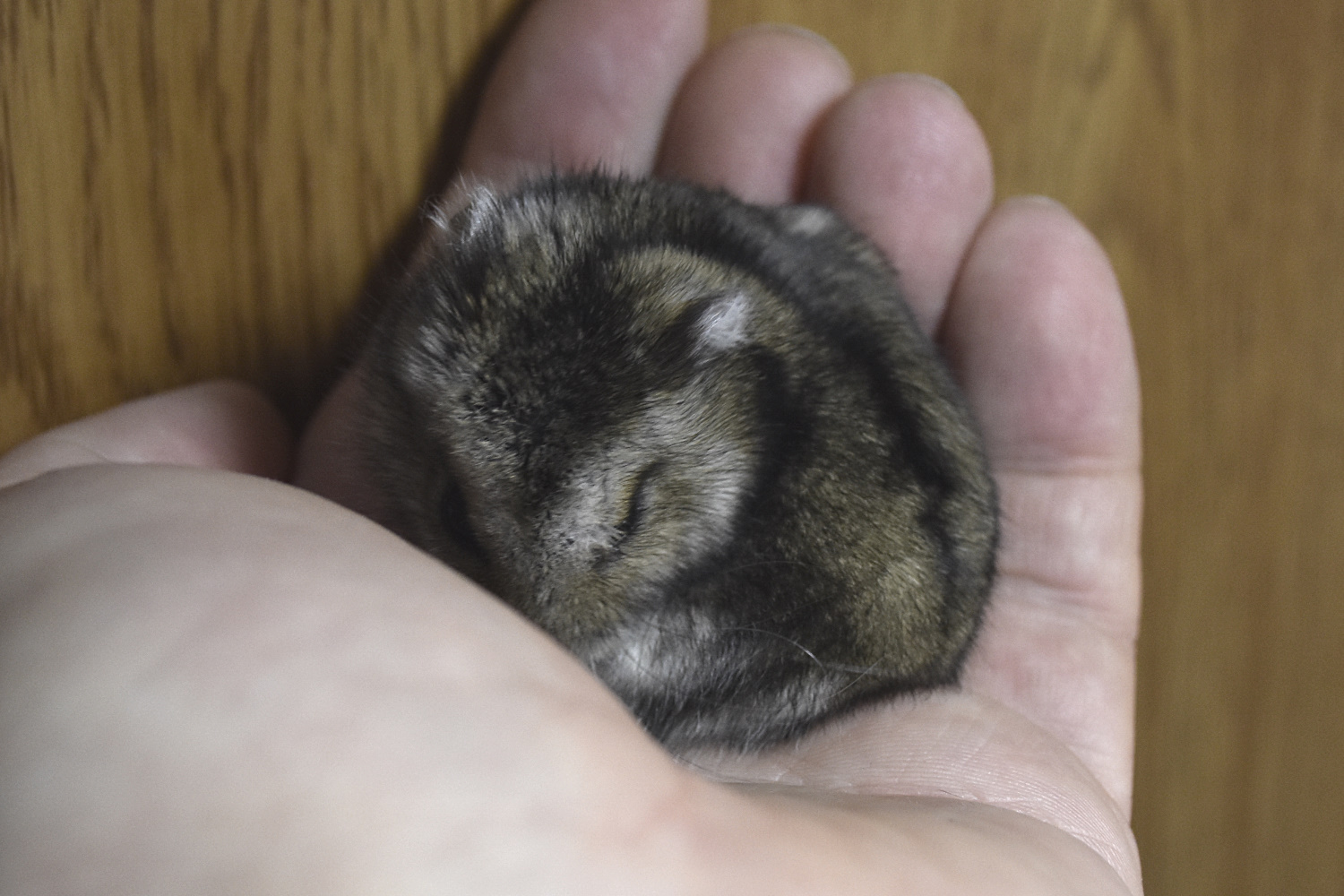 http://images.vfl.ru/ii/1642092422/ee0a89d8/37525955.jpg