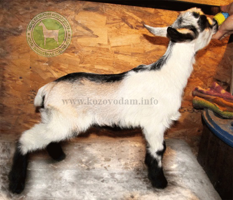 Фигаро liliadolin