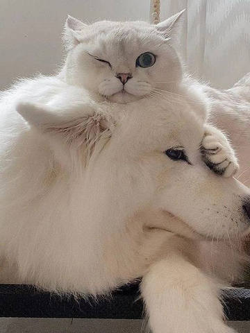 кот и собачкась