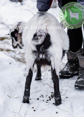 Александрит 3 Аня Хвастунова