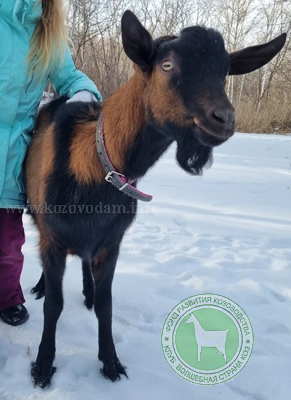 Викентий 2 Екатеринаъ