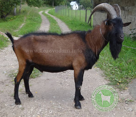 Рогальд 2 ЛПХ Смирновских